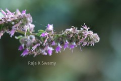 Pogostemon benghalensis